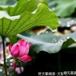 生活是个结 解不开 就系成个花儿