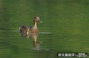 有妈的孩子像块宝