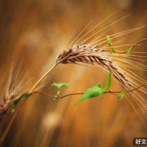 要想成熟，就要学会适时的低头（人生感悟）