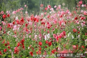 麦子花开