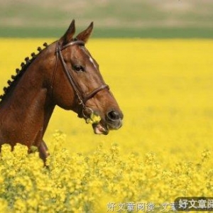 致我爱的你小陆