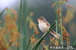 听雨