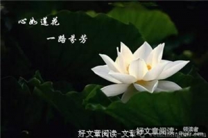 心生莲花，芬芳自来