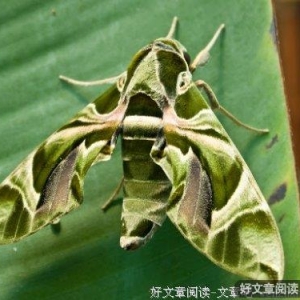 沉默的天蝎，浪漫的双鱼