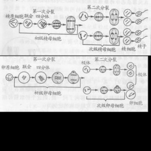 生命，永远是一个减数