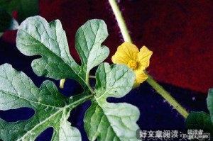 《天外魔花》的观后感10篇