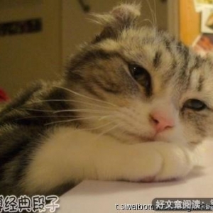 打猫咪不是错