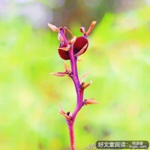 无名花