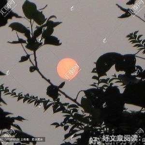 夕阳红