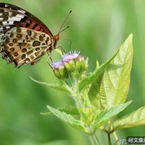 多与高人来往，勤与能人共事，常与福人相处