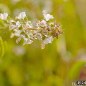 致自己：把心情照顾好，比什么都重要