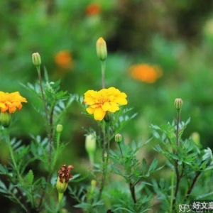 愿你历经风雨，迎来的都是晴天