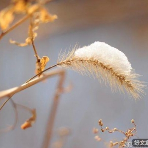 一个家庭最好的状态：布衣暖，菜羹香，闲书淡