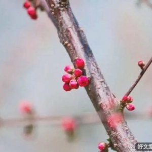 梅须逊雪三分白，雪却输梅一段香