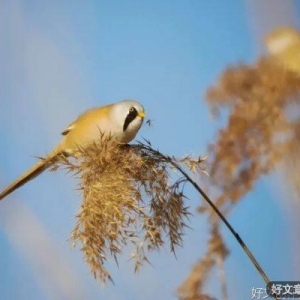 以无用之事，修自在之心