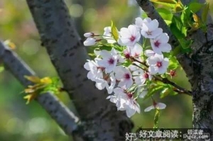 关于花之忆·花之殇的句子