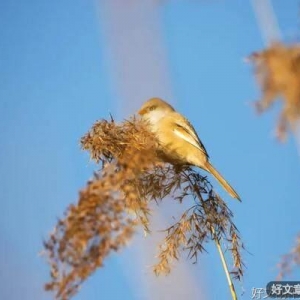 伺候太后不容易