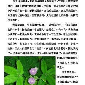 关于含羞草的作文