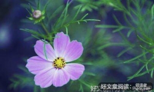 端午节吃粽子的作文700800字