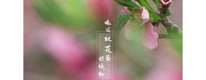 四月春暖花开四字经典句子短句,阳春四月春暖花开的句子？