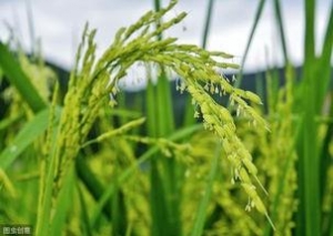 稻谷经典语录短句,成熟的麦穗会低头经典语录？