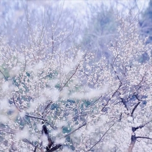 散文：平淡生活，怡情悦性，慢煮素淡光阴，浅喜深爱人生风景