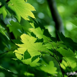 民国才女的一篇散文，蕴含哲理和诗意，值得欣赏和收藏