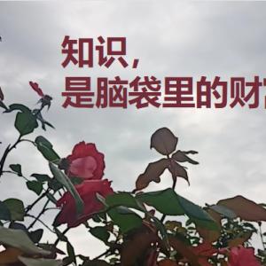 读书笔记34：知识至上，知识为本，