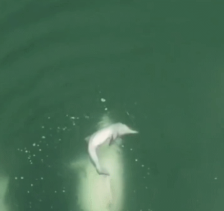 厦门海域的感人故事：中华白海豚幼崽夭折，整个家族拼命抢救它！