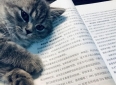 <我是猫>读书笔记